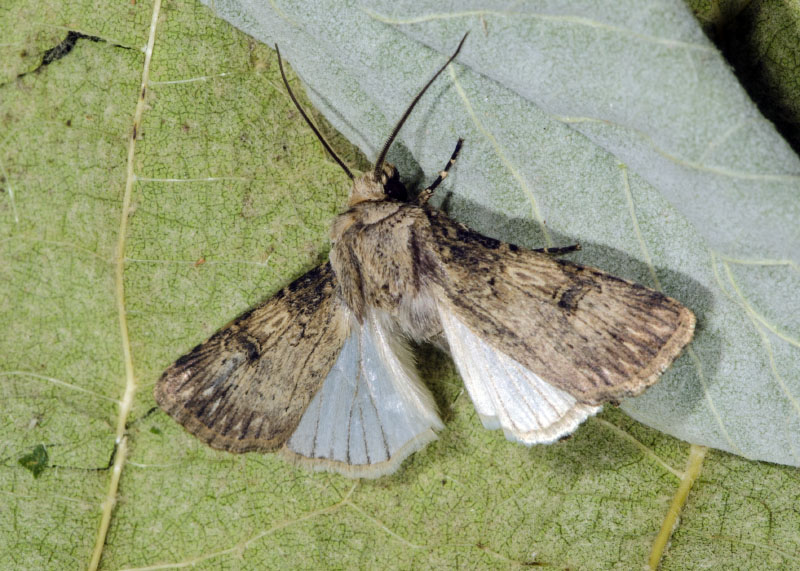 Agrotis sp